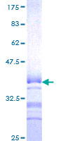BHLHE41 / BHLHB3 / SHARP1 Protein - 12.5% SDS-PAGE Stained with Coomassie Blue.