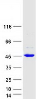 BHMT2 Protein - Purified recombinant protein BHMT2 was analyzed by SDS-PAGE gel and Coomassie Blue Staining