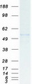 BIA2 / TRIM58 Protein - Purified recombinant protein TRIM58 was analyzed by SDS-PAGE gel and Coomassie Blue Staining