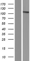 BICC1 Protein - Western validation with an anti-DDK antibody * L: Control HEK293 lysate R: Over-expression lysate