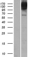 BICD1 Protein - Western validation with an anti-DDK antibody * L: Control HEK293 lysate R: Over-expression lysate