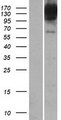 BICD1 Protein - Western validation with an anti-DDK antibody * L: Control HEK293 lysate R: Over-expression lysate