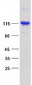 BICD1 Protein - Purified recombinant protein BICD1 was analyzed by SDS-PAGE gel and Coomassie Blue Staining