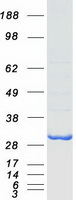 BIN3 Protein - Purified recombinant protein BIN3 was analyzed by SDS-PAGE gel and Coomassie Blue Staining