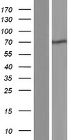BIRC2 / cIAP1 Protein - Western validation with an anti-DDK antibody * L: Control HEK293 lysate R: Over-expression lysate