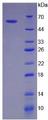 BIRC2 / cIAP1 Protein - Recombinant Baculoviral IAP Repeat Containing Protein 2 By SDS-PAGE