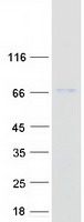 BIRC2 / cIAP1 Protein - Purified recombinant protein BIRC2 was analyzed by SDS-PAGE gel and Coomassie Blue Staining