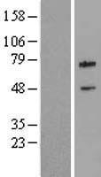 BIRC3 / cIAP2 Protein - Western validation with an anti-DDK antibody * L: Control HEK293 lysate R: Over-expression lysate