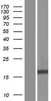 BIRC5 / Survivin Protein - Western validation with an anti-DDK antibody * L: Control HEK293 lysate R: Over-expression lysate