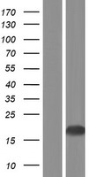 BIRC5 / Survivin Protein - Western validation with an anti-DDK antibody * L: Control HEK293 lysate R: Over-expression lysate