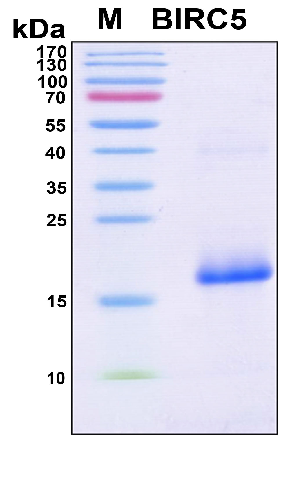 BIRC5 / Survivin Protein - SDS-PAGE under reducing conditions and visualized by Coomassie blue staining