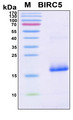BIRC5 / Survivin Protein - SDS-PAGE under reducing conditions and visualized by Coomassie blue staining