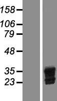 BIRC7 / Livin Protein - Western validation with an anti-DDK antibody * L: Control HEK293 lysate R: Over-expression lysate