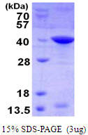 BIRC7 / Livin Protein