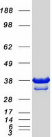 BIRC7 / Livin Protein - Purified recombinant protein BIRC7 was analyzed by SDS-PAGE gel and Coomassie Blue Staining