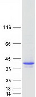 BIRC7 / Livin Protein - Purified recombinant protein BIRC7 was analyzed by SDS-PAGE gel and Coomassie Blue Staining