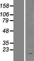 BIRC8 / ILP2 Protein - Western validation with an anti-DDK antibody * L: Control HEK293 lysate R: Over-expression lysate