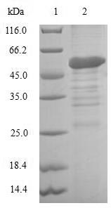BIRC8 / ILP2 Protein - (Tris-Glycine gel) Discontinuous SDS-PAGE (reduced) with 5% enrichment gel and 15% separation gel.
