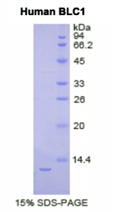 BLC / CXCL13 Protein