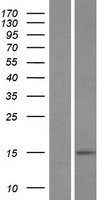 BLID Protein - Western validation with an anti-DDK antibody * L: Control HEK293 lysate R: Over-expression lysate