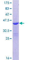 BLID Protein - 12.5% SDS-PAGE of human BLID stained with Coomassie Blue