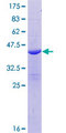 BLID Protein - 12.5% SDS-PAGE of human BLID stained with Coomassie Blue