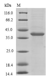 BLID Protein - (Tris-Glycine gel) Discontinuous SDS-PAGE (reduced) with 5% enrichment gel and 15% separation gel.