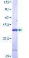 BLID Protein - 12.5% SDS-PAGE Stained with Coomassie Blue.