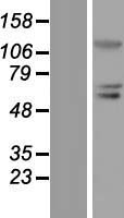 BLIMP1 / PRDM1 Protein - Western validation with an anti-DDK antibody * L: Control HEK293 lysate R: Over-expression lysate