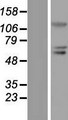 BLIMP1 / PRDM1 Protein - Western validation with an anti-DDK antibody * L: Control HEK293 lysate R: Over-expression lysate