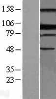 BLIMP1 / PRDM1 Protein - Western validation with an anti-DDK antibody * L: Control HEK293 lysate R: Over-expression lysate