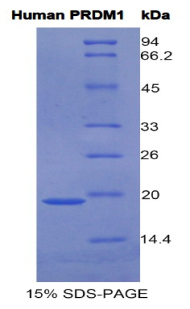 BLIMP1 / PRDM1 Protein
