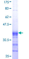 BLK Protein - 12.5% SDS-PAGE Stained with Coomassie Blue.