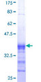 BLK Protein - 12.5% SDS-PAGE Stained with Coomassie Blue.