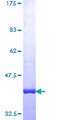 BLM Protein - 12.5% SDS-PAGE Stained with Coomassie Blue.