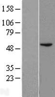 BLMH Protein - Western validation with an anti-DDK antibody * L: Control HEK293 lysate R: Over-expression lysate