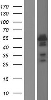 BLNK Protein - Western validation with an anti-DDK antibody * L: Control HEK293 lysate R: Over-expression lysate