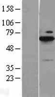 BLNK Protein - Western validation with an anti-DDK antibody * L: Control HEK293 lysate R: Over-expression lysate