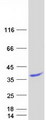 BLOC1S3 Protein - Purified recombinant protein BLOC1S3 was analyzed by SDS-PAGE gel and Coomassie Blue Staining