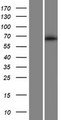 BLOM7 / KIAA0907 Protein - Western validation with an anti-DDK antibody * L: Control HEK293 lysate R: Over-expression lysate