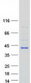 BLVRA Protein - Purified recombinant protein BLVRA was analyzed by SDS-PAGE gel and Coomassie Blue Staining