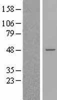 BLZF1 Protein - Western validation with an anti-DDK antibody * L: Control HEK293 lysate R: Over-expression lysate