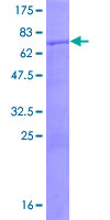 BLZF1 Protein - 12.5% SDS-PAGE of human BLZF1 stained with Coomassie Blue