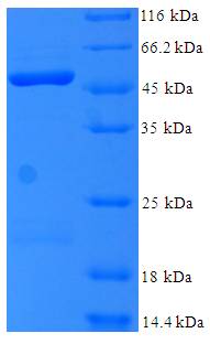 BM022 / MRPL1 Protein
