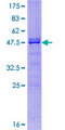 BMF Protein - 12.5% SDS-PAGE of human BMF stained with Coomassie Blue
