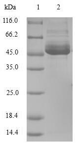 BMF Protein - (Tris-Glycine gel) Discontinuous SDS-PAGE (reduced) with 5% enrichment gel and 15% separation gel.