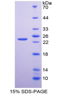 BMF Protein - Recombinant Bcl2 Modifying Factor By SDS-PAGE