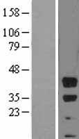 BMI1 / PCGF4 Protein - Western validation with an anti-DDK antibody * L: Control HEK293 lysate R: Over-expression lysate