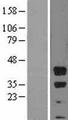 BMI1 / PCGF4 Protein - Western validation with an anti-DDK antibody * L: Control HEK293 lysate R: Over-expression lysate