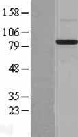 BMP1 Protein - Western validation with an anti-DDK antibody * L: Control HEK293 lysate R: Over-expression lysate